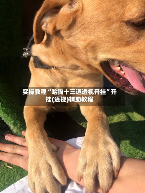 实操教程“哈狗十三道透视开挂	”开挂(透视)辅助教程-第2张图片