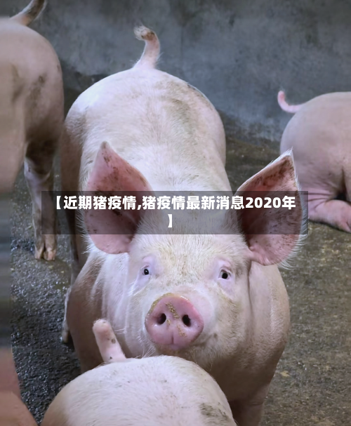 【近期猪疫情,猪疫情最新消息2020年】-第2张图片