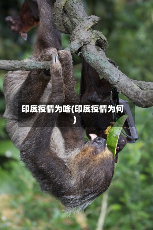 印度疫情为啥(印度疫情为何)-第1张图片