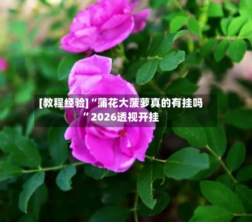[教程经验]“蒲花大菠萝真的有挂吗”2026透视开挂-第2张图片