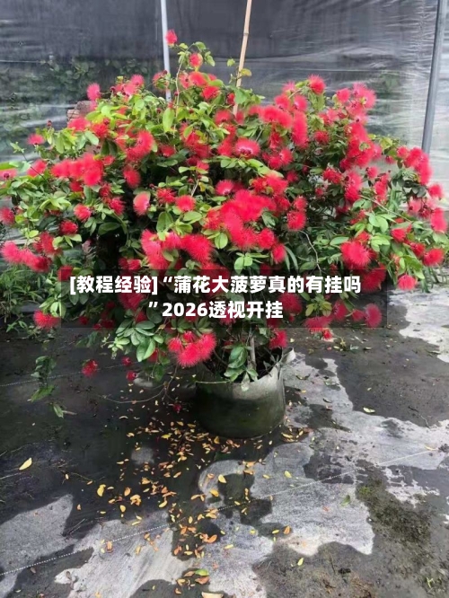[教程经验]“蒲花大菠萝真的有挂吗”2026透视开挂-第1张图片