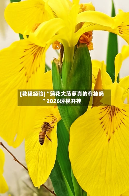 [教程经验]“蒲花大菠萝真的有挂吗	”2026透视开挂-第3张图片