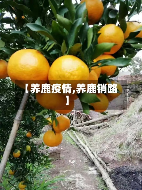 【养鹿疫情,养鹿销路】-第2张图片