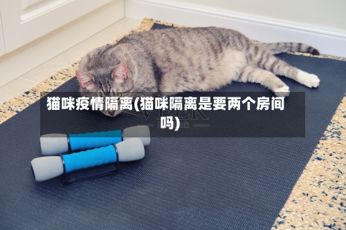 猫咪疫情隔离(猫咪隔离是要两个房间吗)