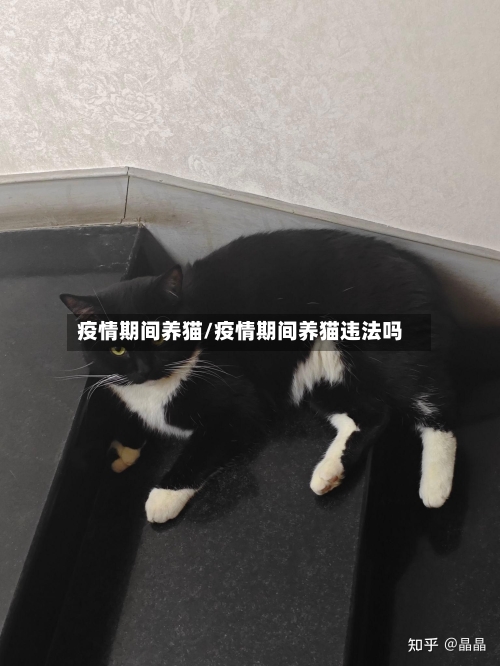 疫情期间养猫/疫情期间养猫违法吗-第2张图片