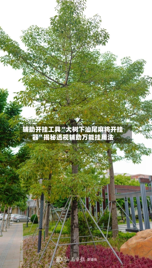 辅助开挂工具“大树下汕尾麻将开挂器”揭秘透视辅助万能挂用法-第3张图片
