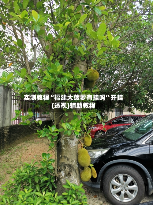 实测教程“福建大菠萝有挂吗”开挂(透视)辅助教程-第3张图片