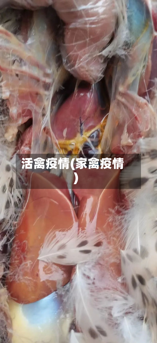 活禽疫情(家禽疫情)-第2张图片