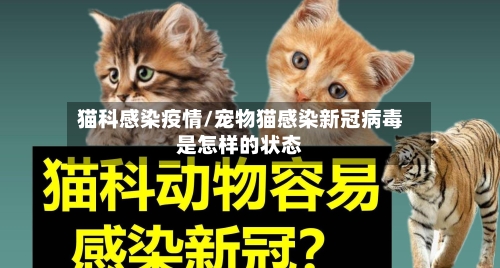 猫科感染疫情/宠物猫感染新冠病毒是怎样的状态