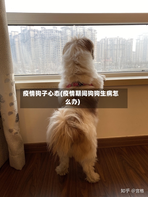 疫情狗子心态(疫情期间狗狗生病怎么办)