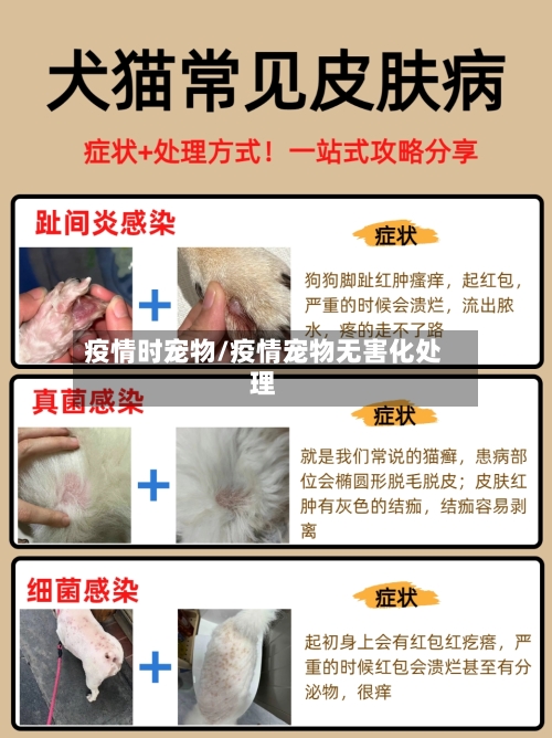 疫情时宠物/疫情宠物无害化处理-第1张图片