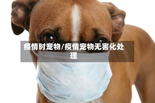 疫情时宠物/疫情宠物无害化处理-第2张图片