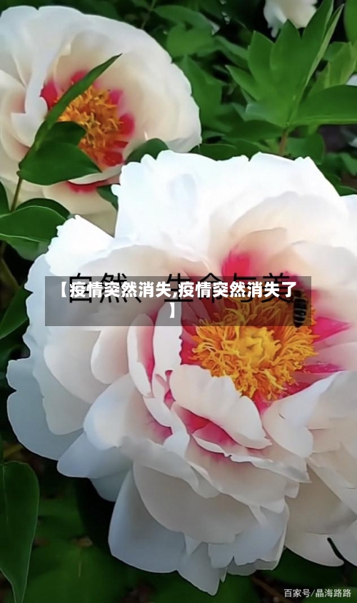 【疫情突然消失,疫情突然消失了】-第3张图片