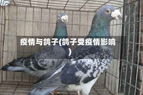 疫情与鸽子(鸽子受疫情影响)-第1张图片