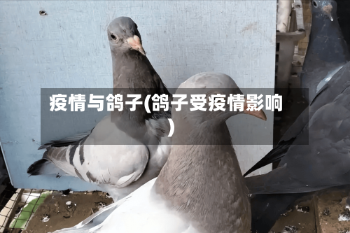 疫情与鸽子(鸽子受疫情影响)-第2张图片