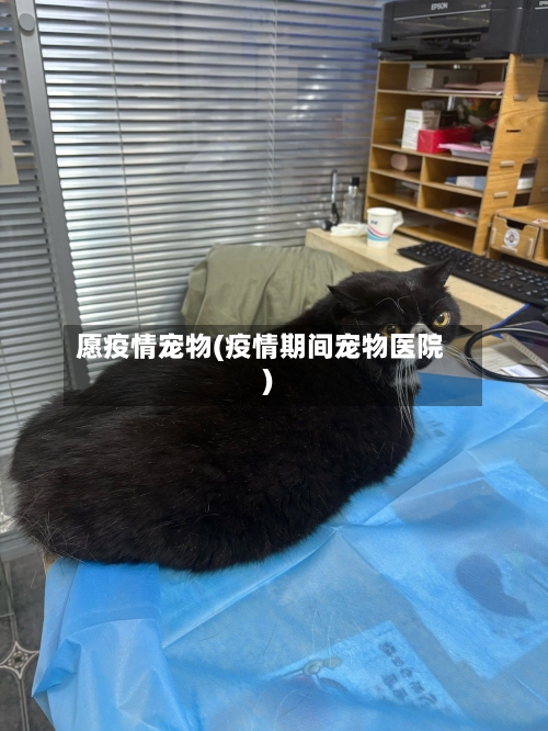 愿疫情宠物(疫情期间宠物医院)
