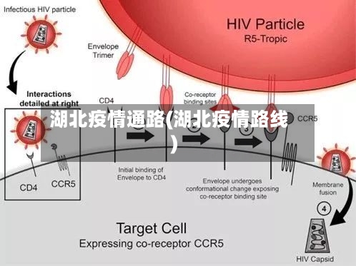 湖北疫情通路(湖北疫情路线)-第1张图片
