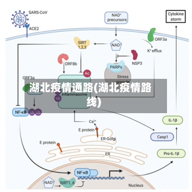 湖北疫情通路(湖北疫情路线)-第3张图片