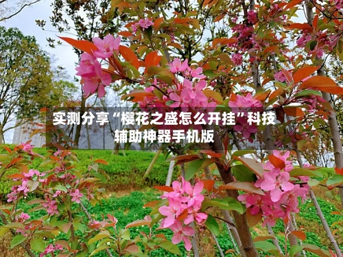 实测分享“樱花之盛怎么开挂”科技辅助神器手机版