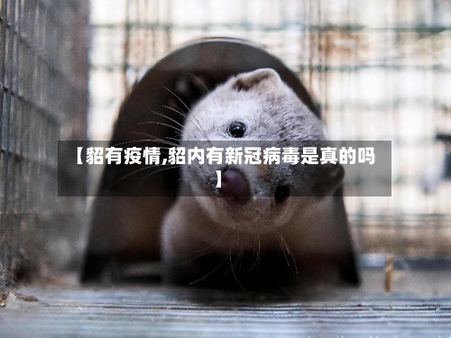 【貂有疫情,貂内有新冠病毒是真的吗】-第1张图片