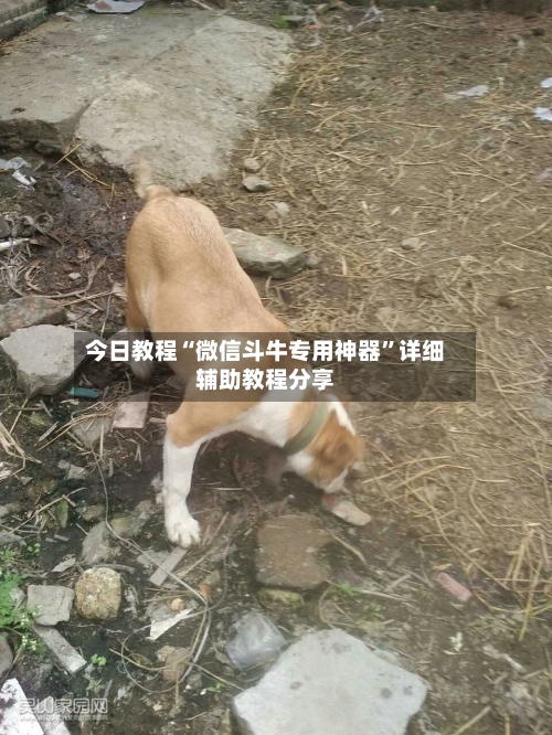 今日教程“微信斗牛专用神器”详细辅助教程分享-第1张图片