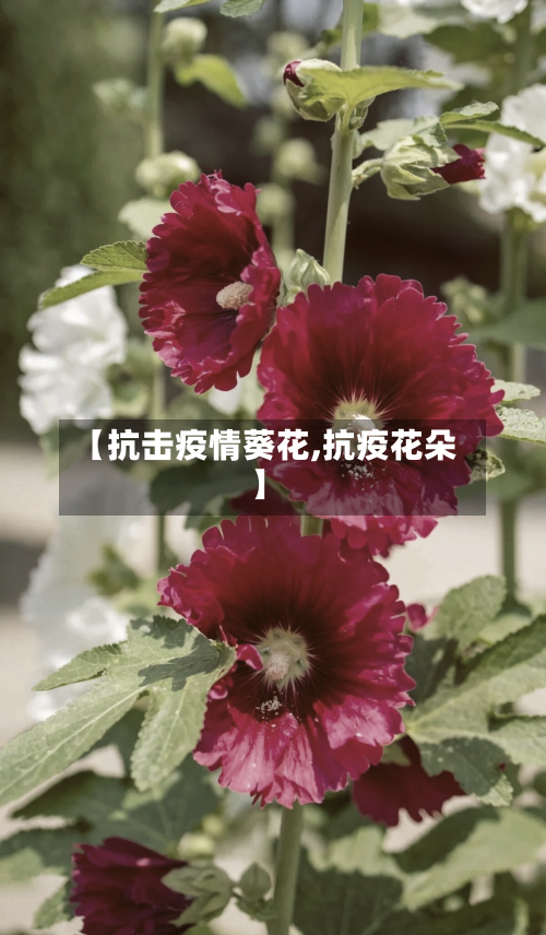 【抗击疫情葵花,抗疫花朵】-第3张图片