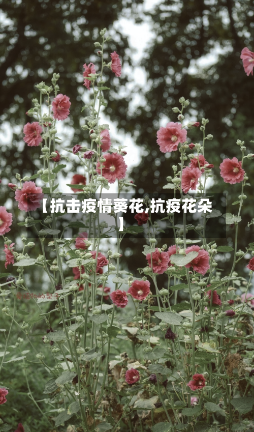 【抗击疫情葵花,抗疫花朵】-第2张图片