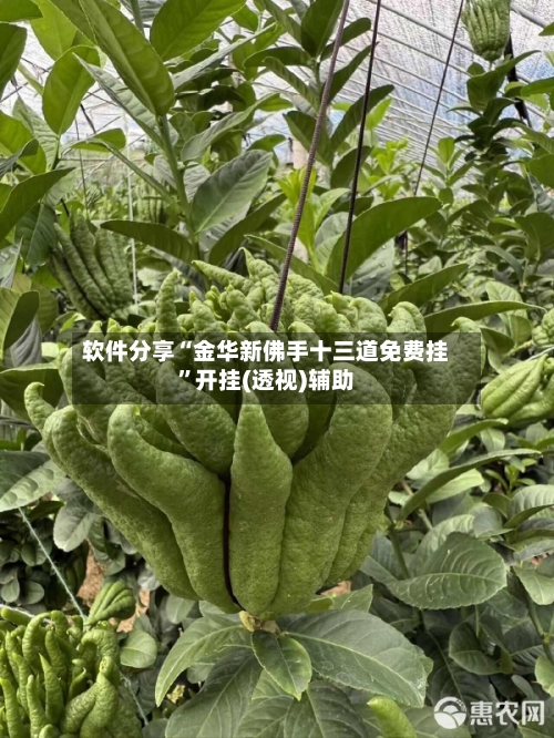 软件分享“金华新佛手十三道免费挂	”开挂(透视)辅助-第3张图片