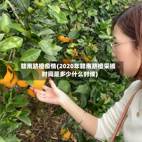 赣南脐橙疫情(2020年赣南脐橙采摘时间是多少什么时候)