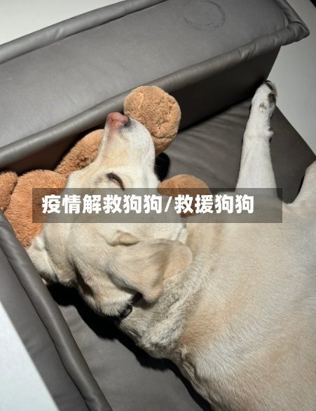 疫情解救狗狗/救援狗狗