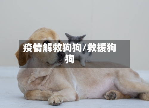 疫情解救狗狗/救援狗狗-第3张图片