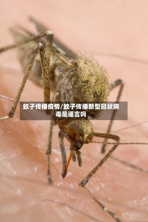 蚊子传播疫情/蚊子传播新型冠状病毒是谣言吗