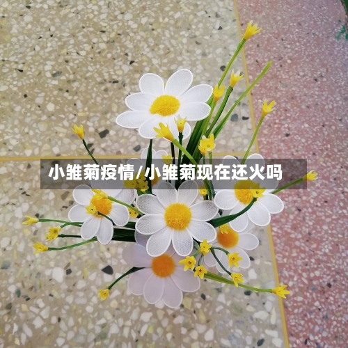 小雏菊疫情/小雏菊现在还火吗