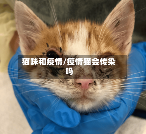 猫咪和疫情/疫情猫会传染吗-第1张图片