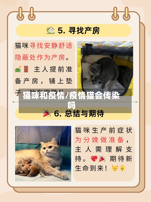 猫咪和疫情/疫情猫会传染吗-第3张图片