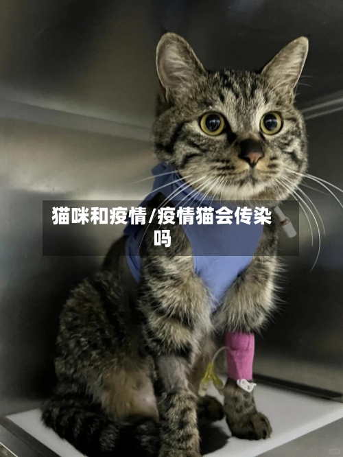 猫咪和疫情/疫情猫会传染吗-第2张图片