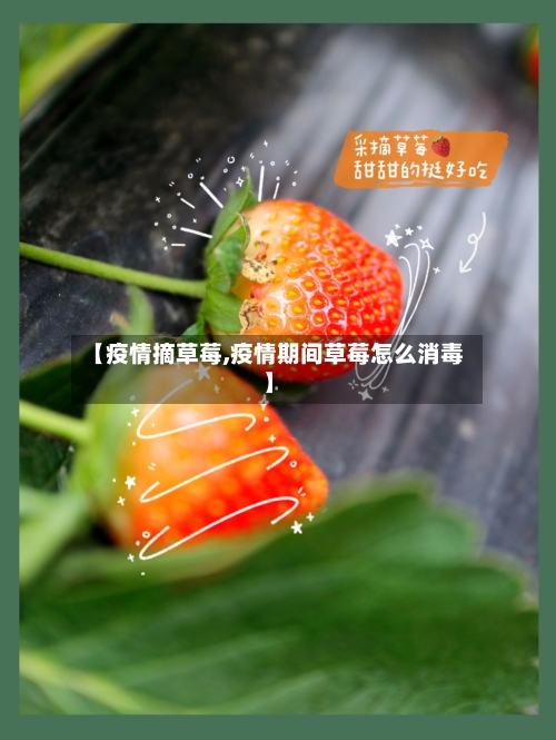 【疫情摘草莓,疫情期间草莓怎么消毒】-第1张图片