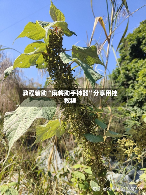 教程辅助“麻将助手神器	”分享用挂教程-第2张图片