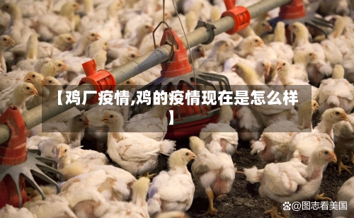 【鸡厂疫情,鸡的疫情现在是怎么样】-第1张图片
