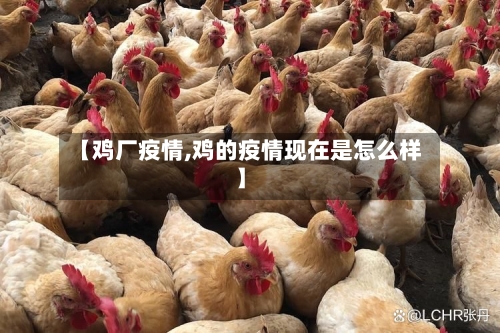 【鸡厂疫情,鸡的疫情现在是怎么样】-第2张图片