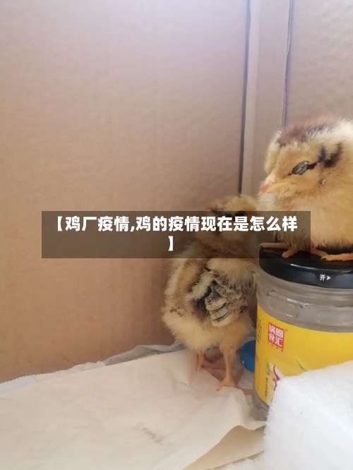 【鸡厂疫情,鸡的疫情现在是怎么样】-第3张图片