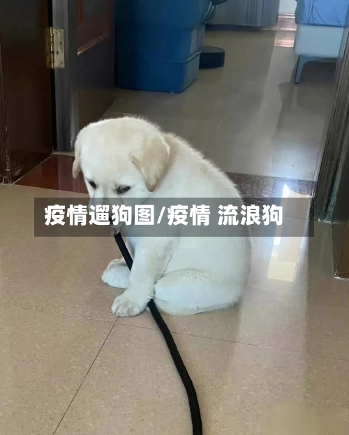 疫情遛狗图/疫情 流浪狗-第1张图片