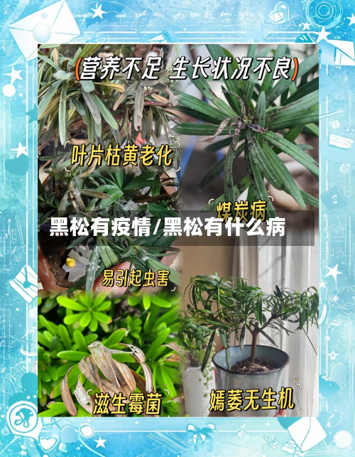 黑松有疫情/黑松有什么病-第2张图片