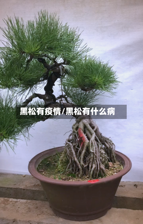 黑松有疫情/黑松有什么病-第1张图片