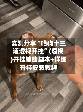 实测分享“哈狗十三道透视开挂”(透视)开挂辅助脚本+详细开挂安装教程