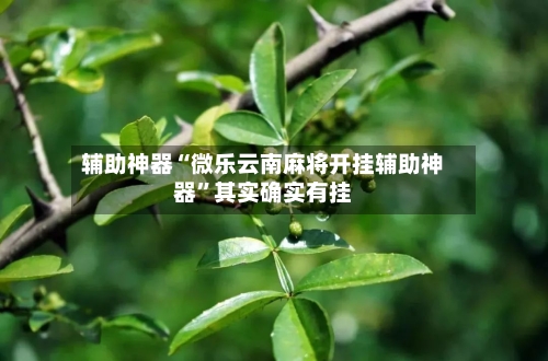 辅助神器“微乐云南麻将开挂辅助神器”其实确实有挂