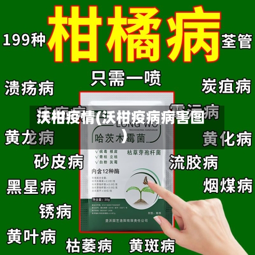 沃柑疫情(沃柑疫病病害图)-第2张图片