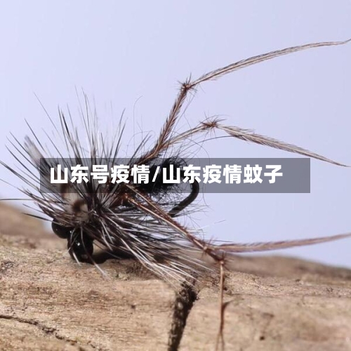 山东号疫情/山东疫情蚊子-第2张图片