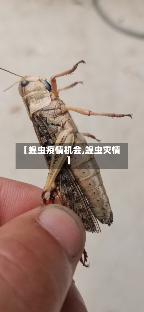 【蝗虫疫情机会,蝗虫灾情】-第2张图片