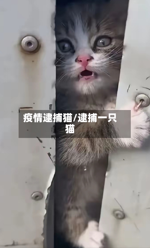 疫情逮捕猫/逮捕一只猫
